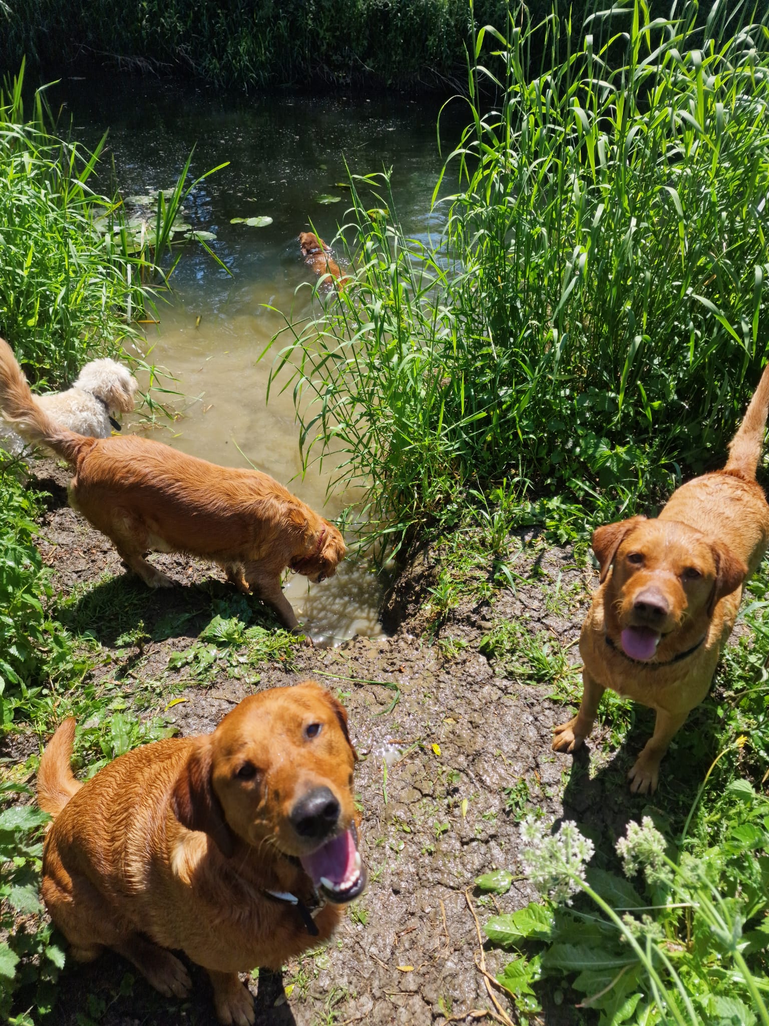 Dog Walking in melton mowbray