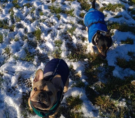 dogs playing in snow