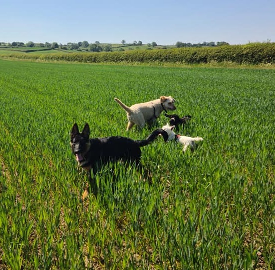 Dogs playing in a field